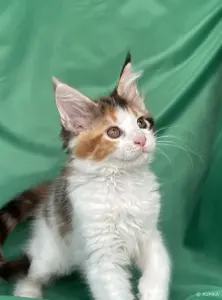Котята мейн-кун