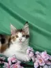Кошки - Мейн-Кун котенок - Вся Беларусь - Фото 9 Мейн-Кун котенок - Вся Беларусь - 255733 - Доска объявлений Kupika.by - Фото 9