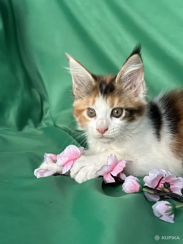 Кошки - Мейн-Кун котенок - Вся Беларусь - Фото 8 Мейн-Кун котенок - Вся Беларусь - 255733 - Доска объявлений Kupika.by - Фото 8