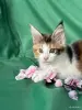 Кошки - Мейн-Кун котенок - Вся Беларусь - Фото 8 Мейн-Кун котенок - Вся Беларусь - 255733 - Доска объявлений Kupika.by - Фото 8