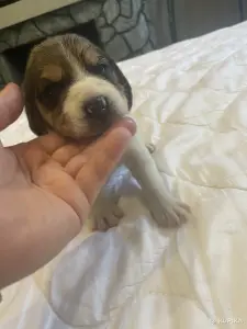 Щенки Бигля
