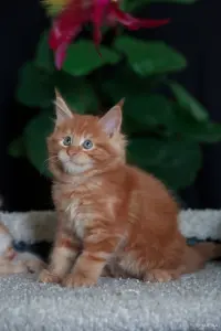 Чистокровный Мальчик МЕЙН-КУН.