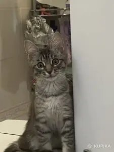 Котенок