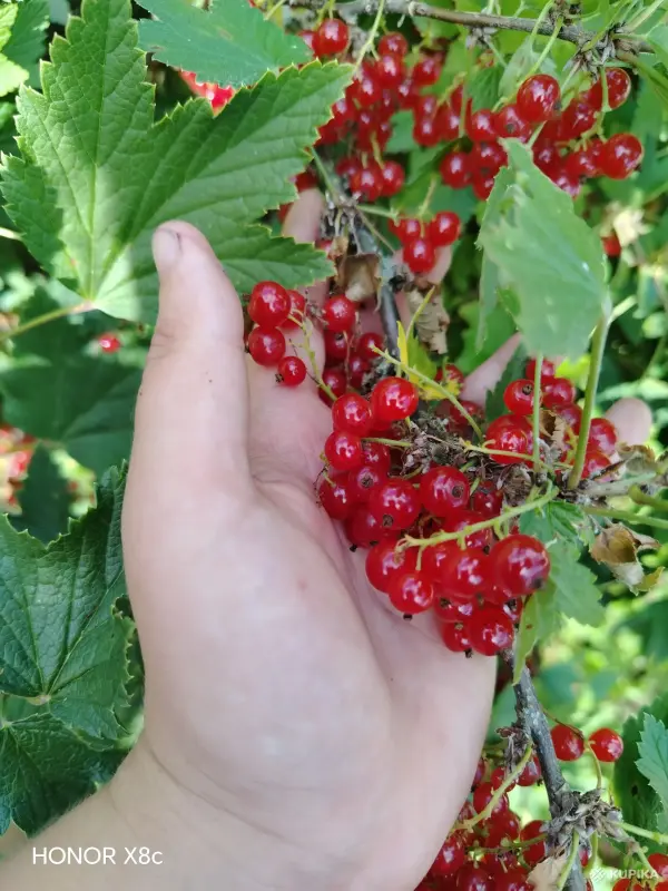 Продукты питания - Поречка - Вся Беларусь Поречка - Вся Беларусь - 255405 - Доска объявлений Kupika.by