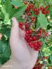 Продукты питания - Поречка - Вся Беларусь Поречка - Вся Беларусь - 255405 - Доска объявлений Kupika.by