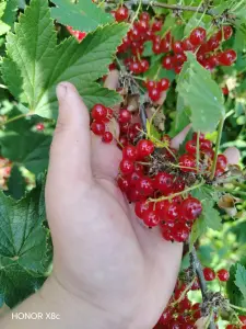 Поречка