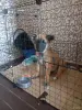 Немецкая овчарка - Вся Беларусь - 256472 - Доска объявлений Kupika.by