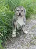 Щенки - Вся Беларусь - 255919 - Доска объявлений Kupika.by - Фото 8
