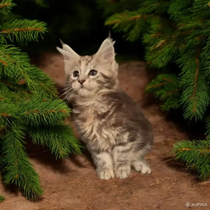 Кошки - Котята Мейн-кун в разных окрасах - Вся Беларусь - Фото 5 Котята Мейн-кун в разных окрасах - Вся Беларусь - 254674 - Доска объявлений Kupika.by - Фото 5
