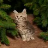 Кошки - Котята Мейн-кун в разных окрасах - Вся Беларусь - Фото 5 Котята Мейн-кун в разных окрасах - Вся Беларусь - 254674 - Доска объявлений Kupika.by - Фото 5