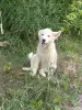 Щенки - Вся Беларусь - 253980 - Доска объявлений Kupika.by - Фото 6