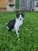 Котята - Столин - 251571 - Доска объявлений Kupika.by - Фото 2