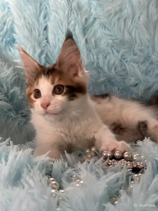 Кошки - Мейн-Кун котенок - Вся Беларусь - Фото 7 Мейн-Кун котенок - Вся Беларусь - 255647 - Доска объявлений Kupika.by - Фото 7