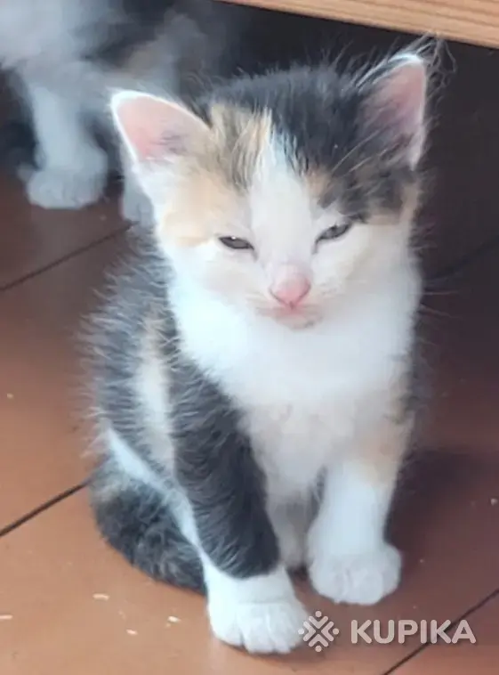Кошки - Котики в дар - Вся Беларусь Котики в дар - Вся Беларусь - 255498 - Доска объявлений Kupika.by