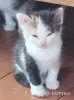 Кошки - Котики в дар - Вся Беларусь Котики в дар - Вся Беларусь - 255498 - Доска объявлений Kupika.by