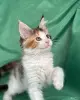 Кошки - Мейн-Кун котенок - Вся Беларусь Мейн-Кун котенок - Вся Беларусь - 255733 - Доска объявлений Kupika.by