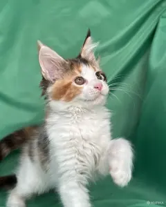 Мейн-Кун котенок
