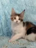 Кошки - Мейн-Кун котенок - Вся Беларусь - Фото 2 Мейн-Кун котенок - Вся Беларусь - 255647 - Доска объявлений Kupika.by - Фото 2