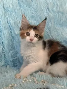 Мейн-Кун котенок