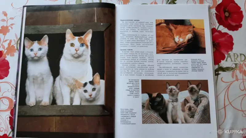 Книги, журналы - Маркус Шнек. "Котята". Фотоиллюстрации. - Вся Беларусь - Фото 3 Маркус Шнек. "Котята". Фотоиллюстрации. - Вся Беларусь - 256303 - Доска объявлений Kupika.by - Фото 3