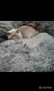 Кошки - Британские Котята Без примеси других пород - Вся Беларусь - Фото 7 Британские Котята Без примеси других пород - Вся Беларусь - 254770 - Доска объявлений Kupika.by - Фото 7