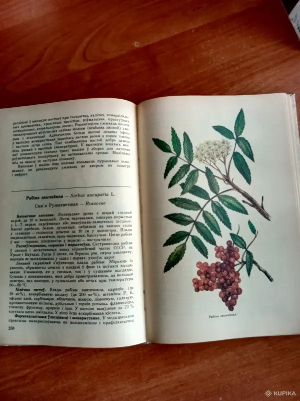 Лекарственные растения. Книга - Вся Беларусь - 254619 - Доска объявлений Kupika.by - Фото 3