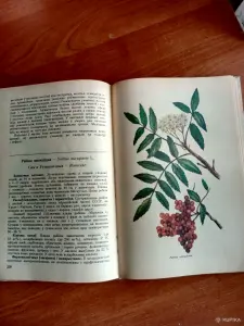 Лекарственные растения. Книга