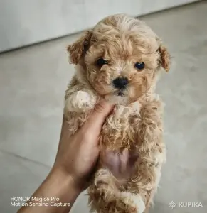 Мальтипу щенки