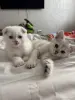 Шотландский Котенок - Воропаево - 249884 - Доска объявлений Kupika.by - Фото 3