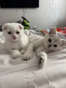 Шотландский Котенок