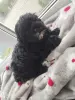 Очень милый щенок - Бегомль - 255115 - Доска объявлений Kupika.by