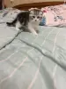 Кошки - Шотландская девочка - Вся Беларусь - Фото 7 Шотландская девочка - Вся Беларусь - 255748 - Доска объявлений Kupika.by - Фото 7