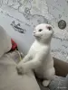 Кошки - Шотландский котенок - Вся Беларусь - Фото 2 Шотландский котенок - Вся Беларусь - 255947 - Доска объявлений Kupika.by - Фото 2