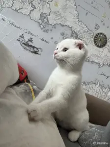 Шотландский котенок