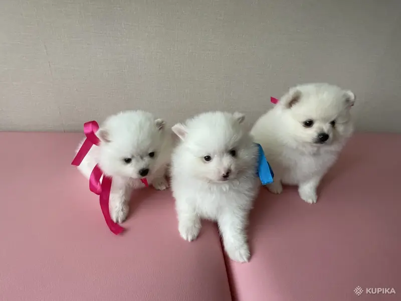Продам щенка - Вся Беларусь - 255033 - Доска объявлений Kupika.by - Фото 3