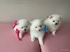 Продам щенка - Вся Беларусь - 255033 - Доска объявлений Kupika.by - Фото 3