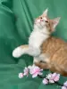 Кошки - Котята мейн-кун - Вся Беларусь - Фото 8 Котята мейн-кун - Вся Беларусь - 253681 - Доска объявлений Kupika.by - Фото 8