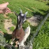 Дойные козы и козлята - Вся Беларусь - 254401 - Доска объявлений Kupika.by - Фото 5