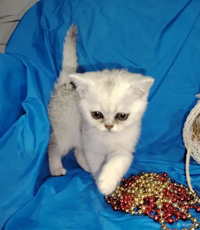 Кошки - Шотландский котенок. - Вся Беларусь - Фото 4 Шотландский котенок. - Вся Беларусь - 254441 - Доска объявлений Kupika.by - Фото 4