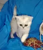 Кошки - Шотландский котенок. - Вся Беларусь - Фото 4 Шотландский котенок. - Вся Беларусь - 254441 - Доска объявлений Kupika.by - Фото 4
