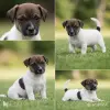 Собаки - Щенки Джек Рассел - Вся Беларусь - Фото 3 Щенки Джек Рассел - Вся Беларусь - 255706 - Доска объявлений Kupika.by - Фото 3