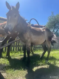 Жеребчик