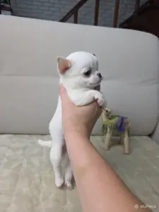 Мальчики Чихуахуа