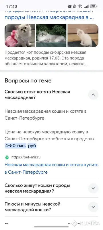 Котенок - Вся Беларусь - 256185 - Доска объявлений Kupika.by - Фото 3