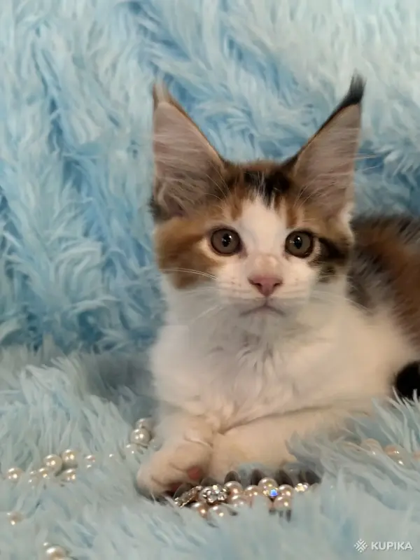 Кошки - Мейн-Кун котенок - Вся Беларусь - Фото 6 Мейн-Кун котенок - Вся Беларусь - 255647 - Доска объявлений Kupika.by - Фото 6