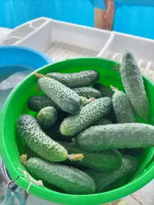 Огурцы домашние