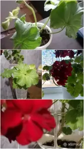 Пеларгония