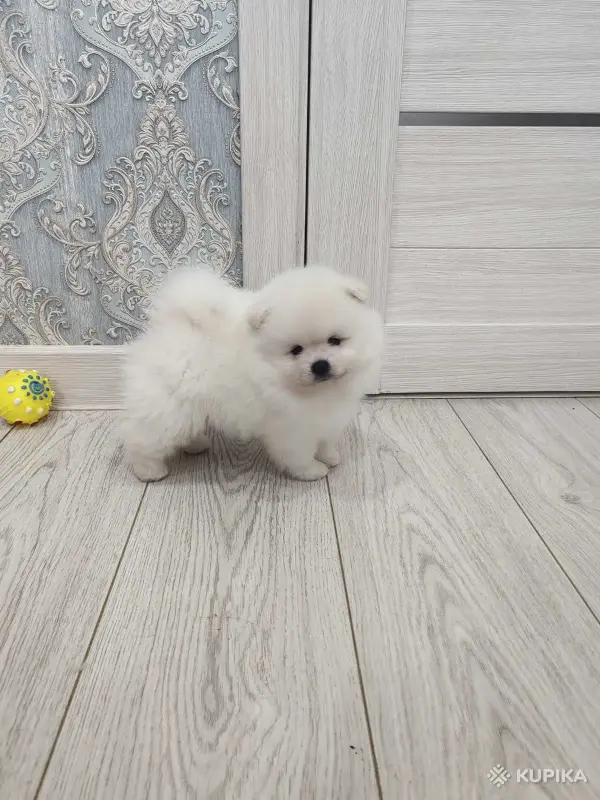 Щенки померанский шпиц