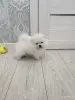 Щенки померанский шпиц - Вся Беларусь - 254204 - Доска объявлений Kupika.by