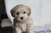 Мальтипу - Шклов - 257546 - Доска объявлений Kupika.by - Фото 3